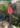 sweat-tie-and-dye-rouge-rose-manches-courtes-johanna-paris_3